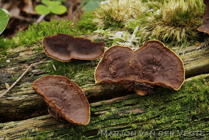 Roestkleurige borstelzwam - Hymenochaete rubiginosa